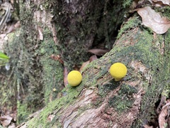 Fungi