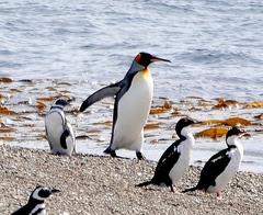 Aptenodytes patagonicus