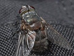 Rutilia
