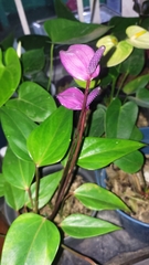 Anthurium andraeanum