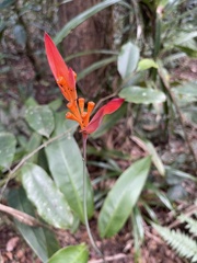 Angiospermae