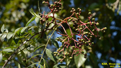 Zanthoxylum schinifolium