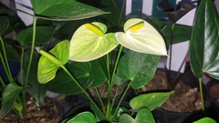 Anthurium andraeanum