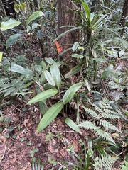 Angiospermae