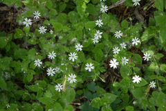 Stellaria bungeana