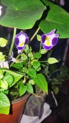 Torenia