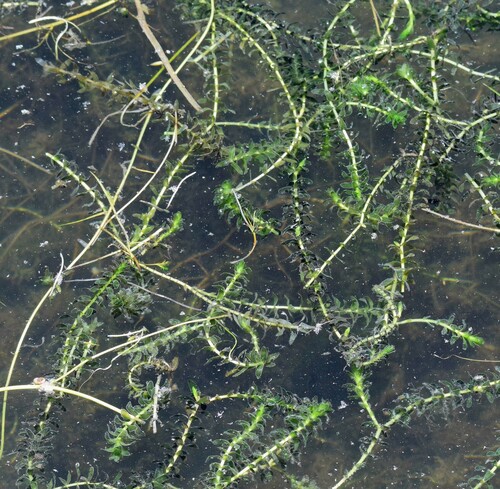 Elodea potamogeton observed 2022-11-02