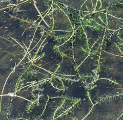 Elodea