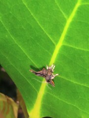 Choreutis emplecta