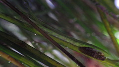 Pentidotea kirchanskii