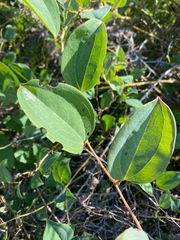 Smilax anceps