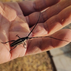Sphaenothecus trilineatus