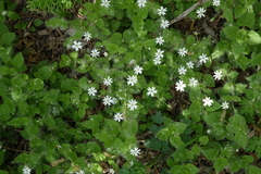 Stellaria bungeana