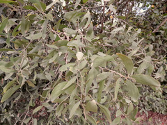Acacia oraria
