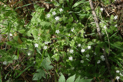 Stellaria bungeana