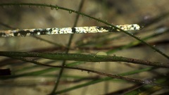 Pentidotea kirchanskii