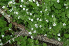 Stellaria bungeana