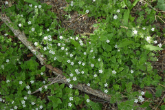 Stellaria bungeana
