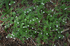 Stellaria bungeana