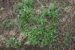 Stellaria bungeana
