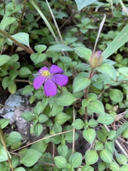 Heterotis rotundifolia