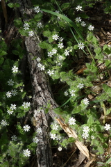 Stellaria bungeana
