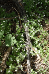 Stellaria bungeana