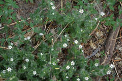 Stellaria bungeana