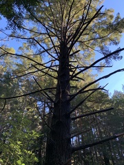 Pseudotsuga menziesii