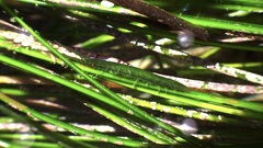 Pentidotea kirchanskii