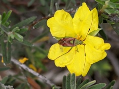 Pseudopantilius australis