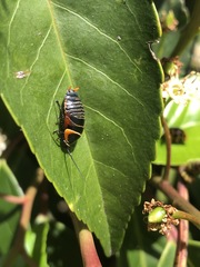 Ellipsidion australe