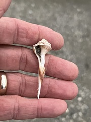 Sinistrofulgur pulleyi