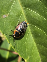 Ellipsidion australe