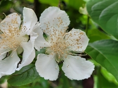 Campomanesia grandiflora