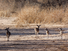 Odocoileus virginianus couesi