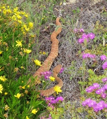 Crotalus ruber