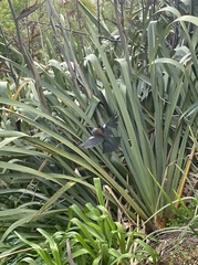 Prosthemadera novaeseelandiae