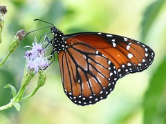 Danaus eresimus