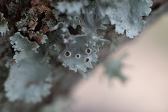 Parmotrema perforatum