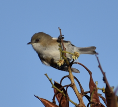 Zosterops borbonicus