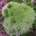 Pincushion Moss - Photo (c) Arthur Chapman, some rights reserved (CC BY-NC-SA)