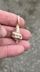 Sinistrofulgur pulleyi