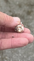 Sinistrofulgur pulleyi