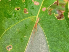 Tetragnatha hasselti