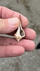 Sinistrofulgur pulleyi