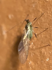 Macrosiphini