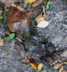 Pisolithus tinctorius