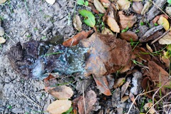 Pisolithus tinctorius