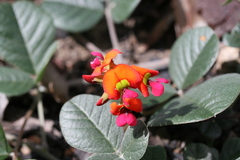 Kennedia coccinea